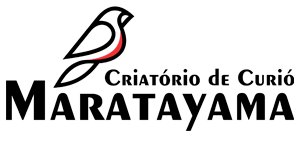 O Curió | Criatório Maratayama Curió Praia Clássico Ilha Comprida